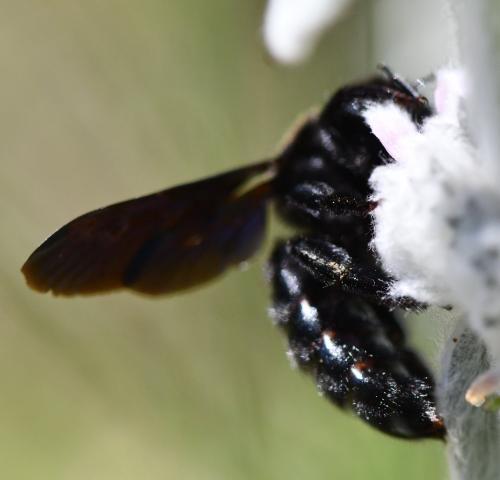 Xylocopa sp.